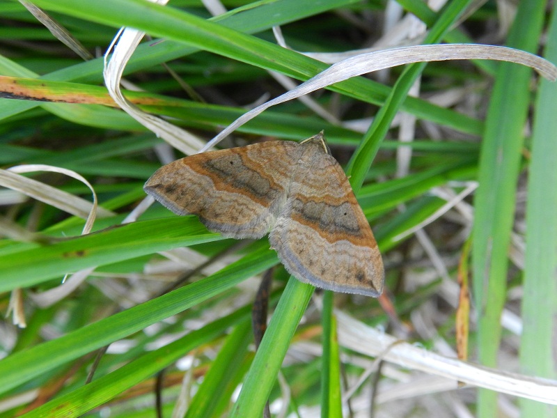 ID farfalla notturna montana3 - Scotopteryx chenopodiata